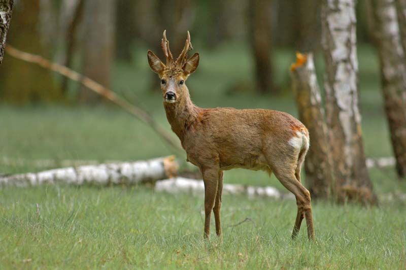 Wild auf einer Wiese am Waldrand